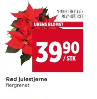 Meny Rød julestjerne tilbud