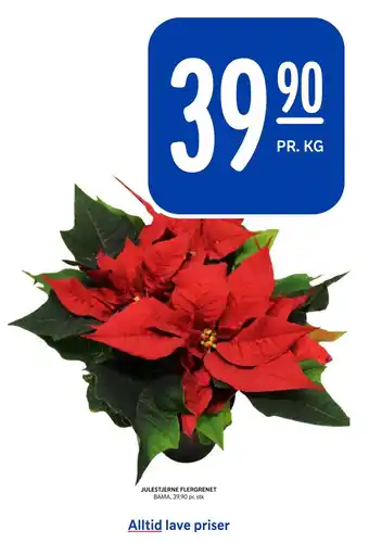 Rema 1000 Julestjerne flergrenet tilbud