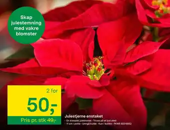 Felleskjøpet Julestjerne enstaket tilbud