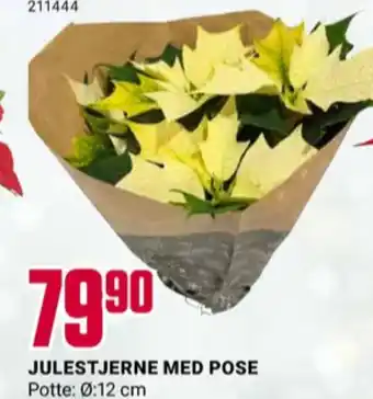 Europris Ukjent plante tilbud