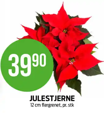 Kiwi JULESTJERNE tilbud