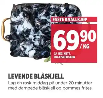 Meny LEVENDE BLÅSKJELL tilbud