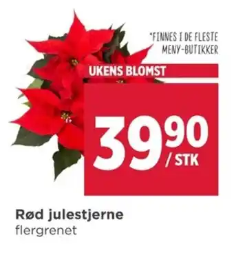 Meny Rød julestjerne tilbud