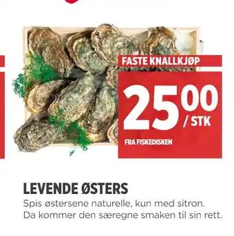 Meny Levende østers tilbud