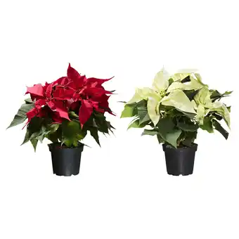 IKEA Poinsettia potteplante, julestjerne, 13 cm tilbud