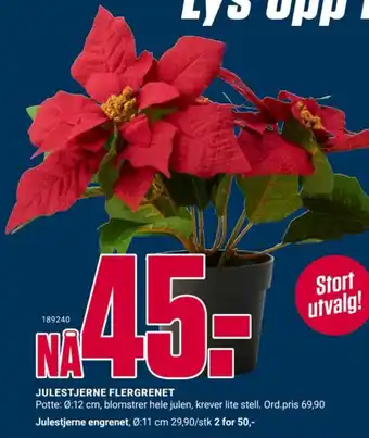 Europris JULESTJERNE FLERGRENET tilbud