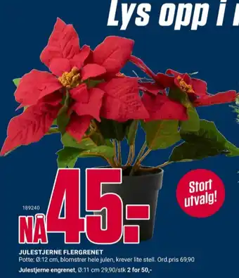 Europris Ukjent plante tilbud