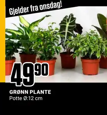 Europris Grønn plante tilbud