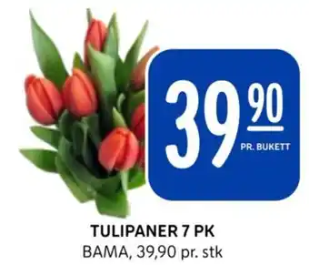 Rema 1000 TULIPANER 7 PK BAMA, 39,90 pr. stk tilbud