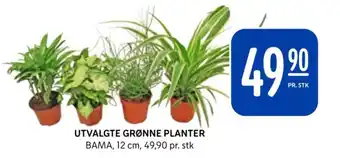 Rema 1000 UTVALGTE GRØNNE PLANTER BAMA, 12 cm, 49,90 pr. stk tilbud
