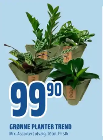 Coop Obs Ukjent plante tilbud