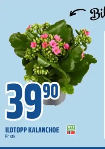 Coop Obs Ukjent plante tilbud