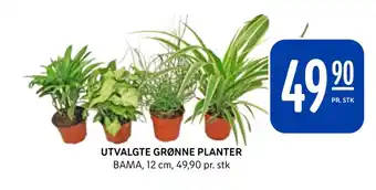 Rema 1000 Utvalgte grønne planter tilbud