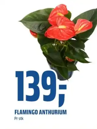 Coop Obs Ukjent plante tilbud