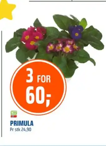 Coop Obs Ukjent plante tilbud