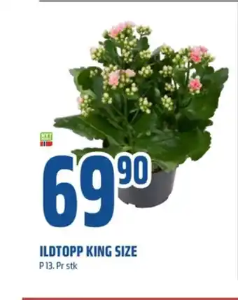 Coop Obs Ukjent plante tilbud