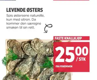 Meny Ukjent østers tilbud