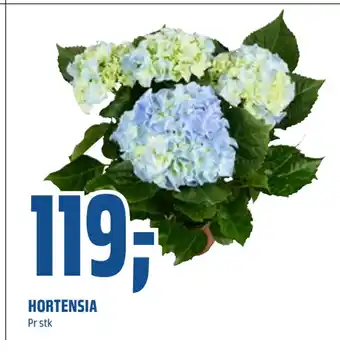 HORTENSIA