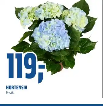 Coop Obs Ukjent plante tilbud