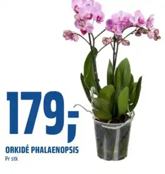 Coop Obs Ukjent plante tilbud