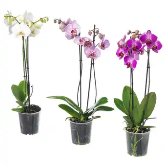 IKEA Phalaenopsis Potteplante, orkidé/2 stilker, 12 cm tilbud