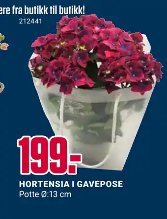 Europris HORTENSIA I GAVEPOSE tilbud
