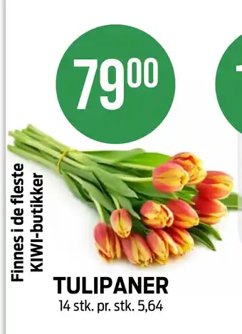 Kiwi TULIPANER tilbud