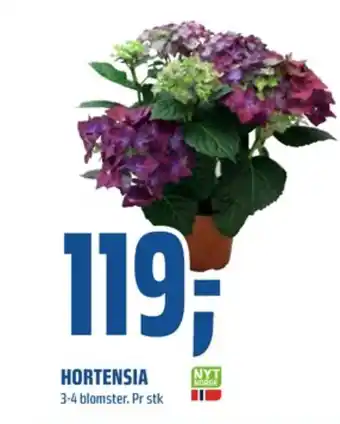 Coop Obs Ukjent plante tilbud