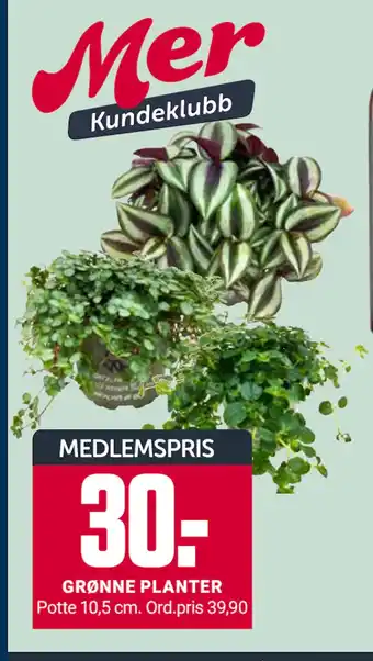 Europris GRØNNE PLANTER tilbud