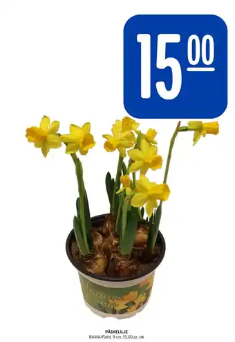 Rema 1000 PÅSKELILJE tilbud