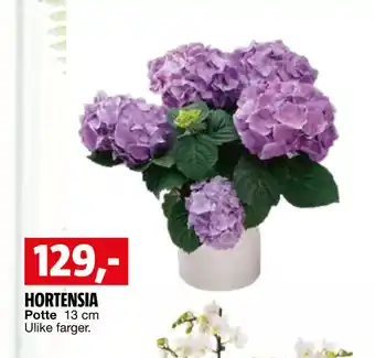 Bauhaus HORTENSIA tilbud
