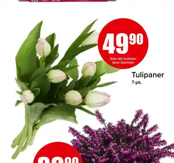 Spar Tulipaner tilbud