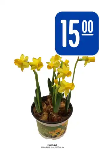 Rema 1000 PÅSKELILJE tilbud