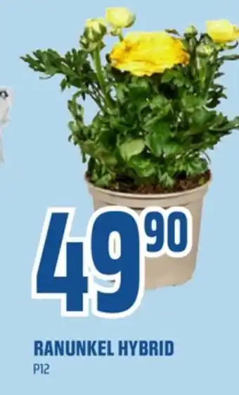 Coop Obs Ukjent plante tilbud