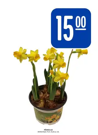 Rema 1000 Bama plante tilbud