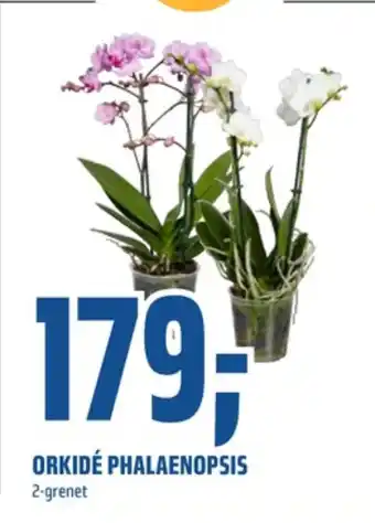 Coop Obs Ukjent plante tilbud