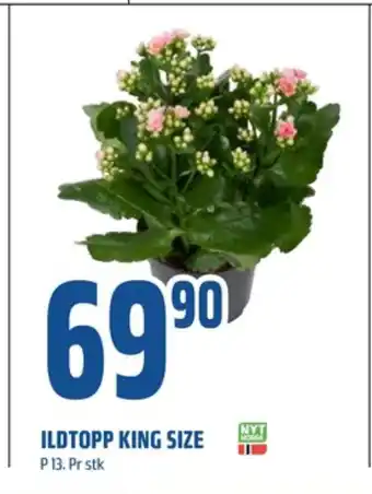 Coop Obs Ukjent plante tilbud
