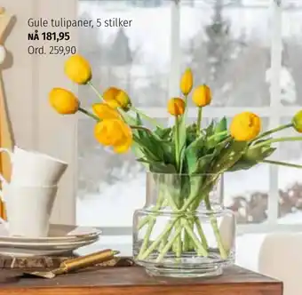 Gule tulipaner, 5 stilker