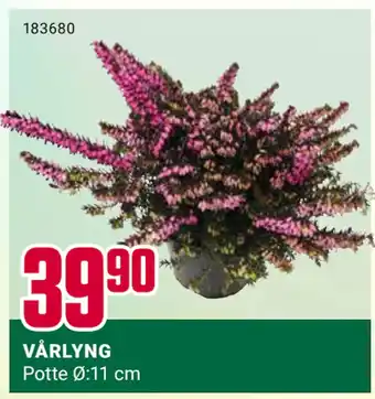 Europris VÅRLYNG tilbud