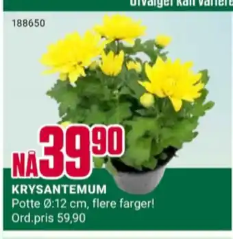 Europris Ukjent plante tilbud