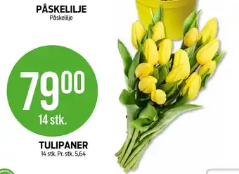 Kiwi TULIPANER tilbud