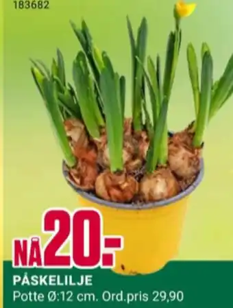 Europris Ukjent plante tilbud