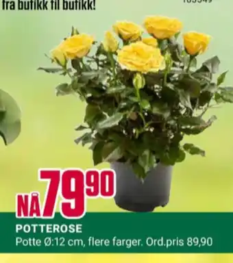 Europris Ukjent plante tilbud