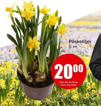 Spar Påskeliljer tilbud