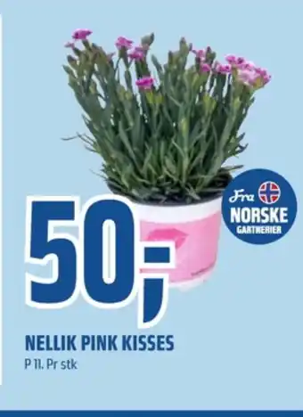 Coop Obs Ukjent plante tilbud