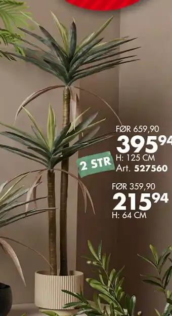 Sparkjøp ALLE GRØNNE PLANTER tilbud