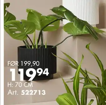 Sparkjøp ALLE GRØNNE PLANTER tilbud
