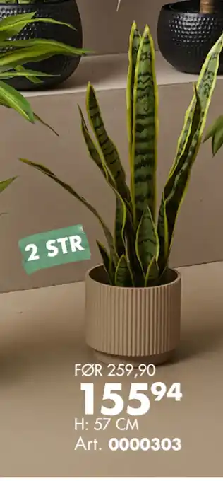 Sparkjøp ALLE GRØNNE PLANTER tilbud