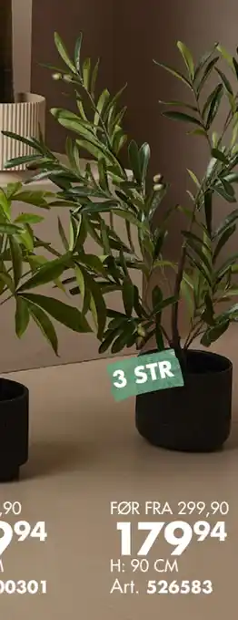 Sparkjøp ALLE GRØNNE PLANTER tilbud