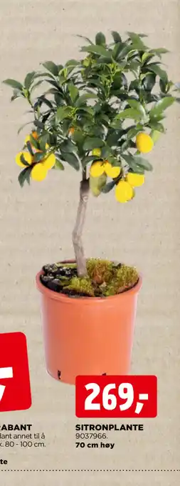 jem & fix SITRONPLANTE tilbud